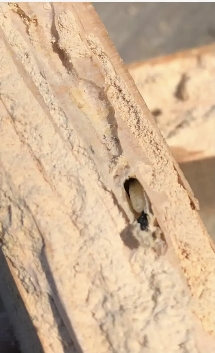 Traitements contre les insectes